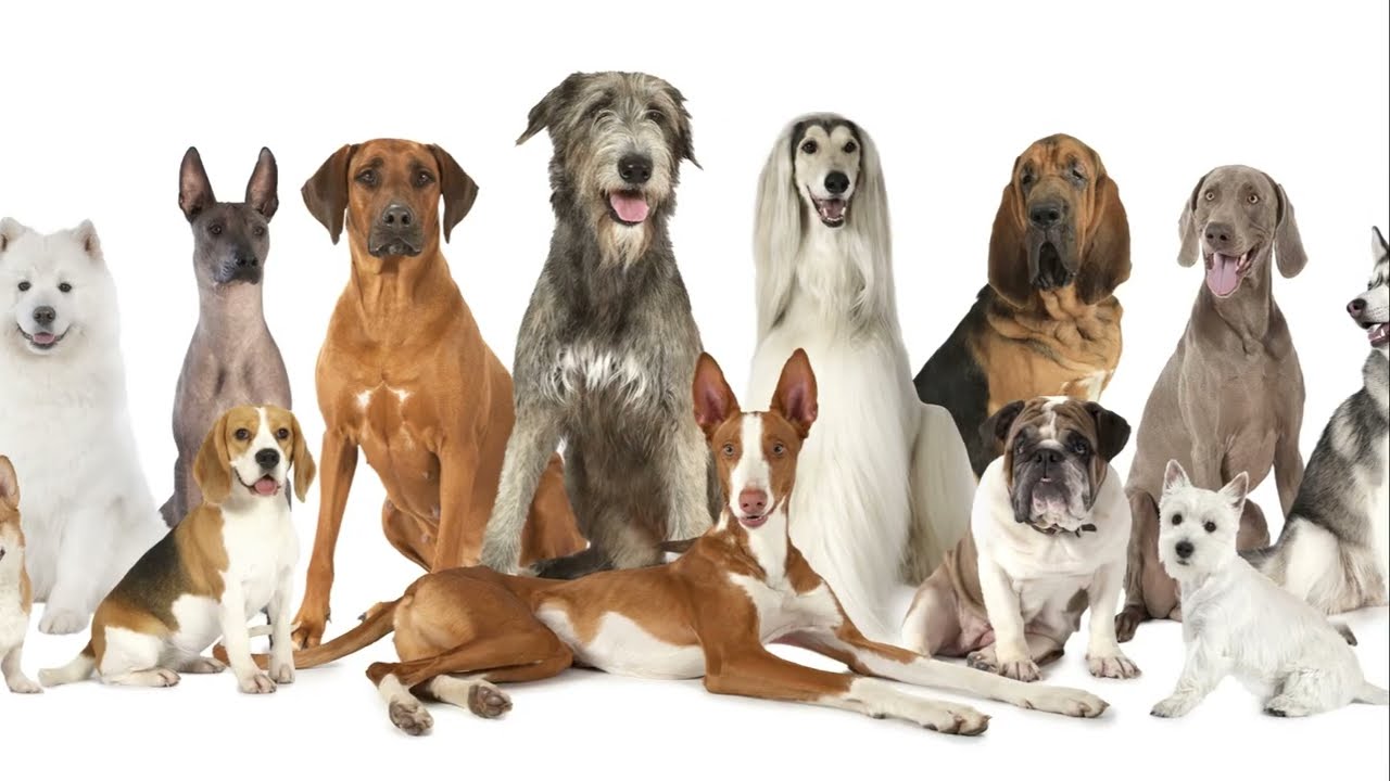 Породы Собак (Dog Breeds)🐕🐶